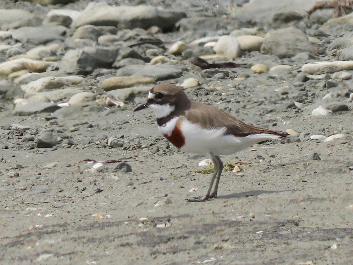 Double-banded Plover - ML635807018