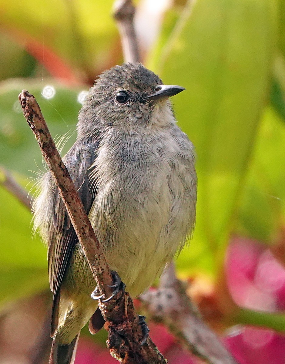 Black-sided Flowerpecker - ML635807052
