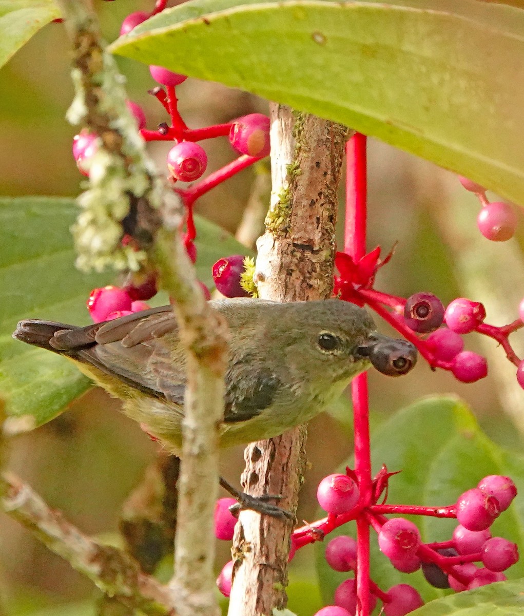 Black-sided Flowerpecker - ML635807053