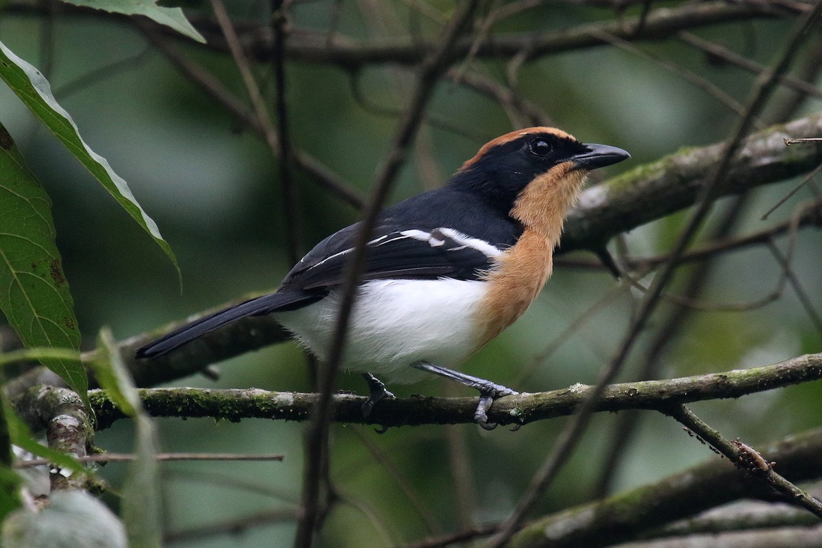 Lühder's Bushshrike - ML635807224