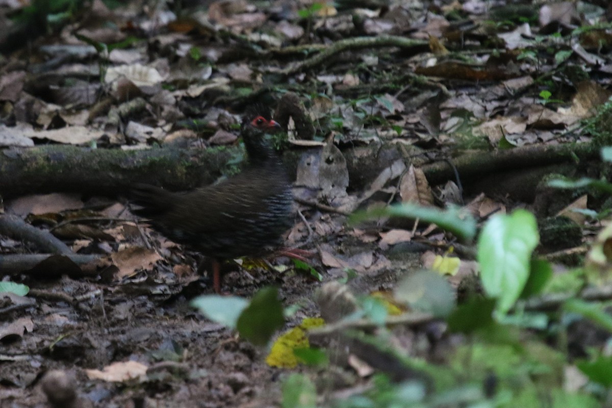 Nahan's Partridge - ML635807286