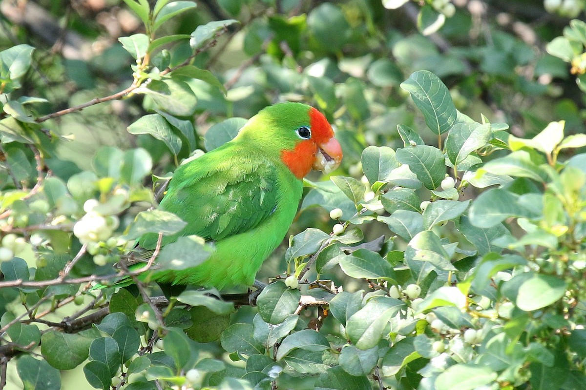 Red-headed Lovebird - ML635807380