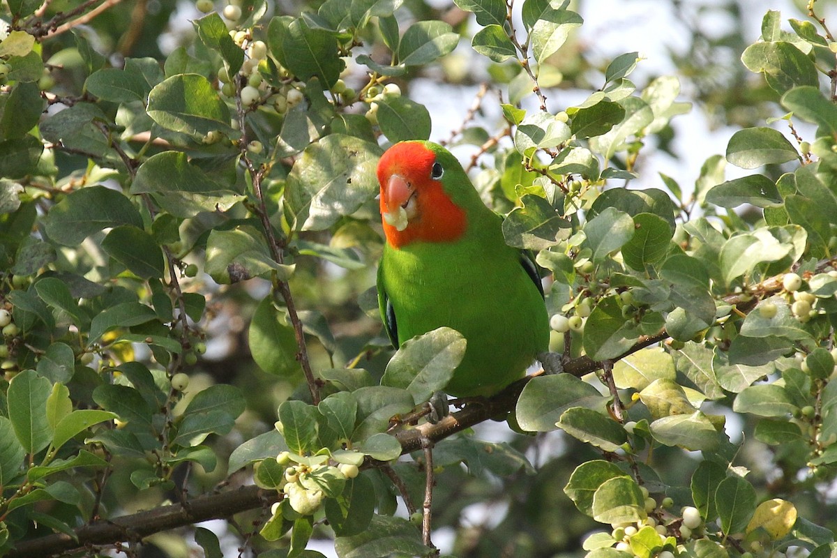 Red-headed Lovebird - ML635807381