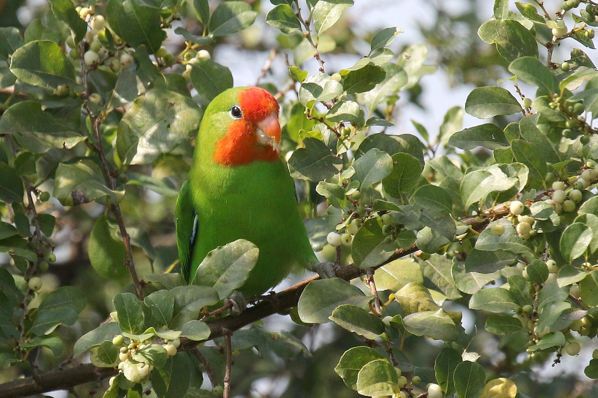Red-headed Lovebird - ML635807382