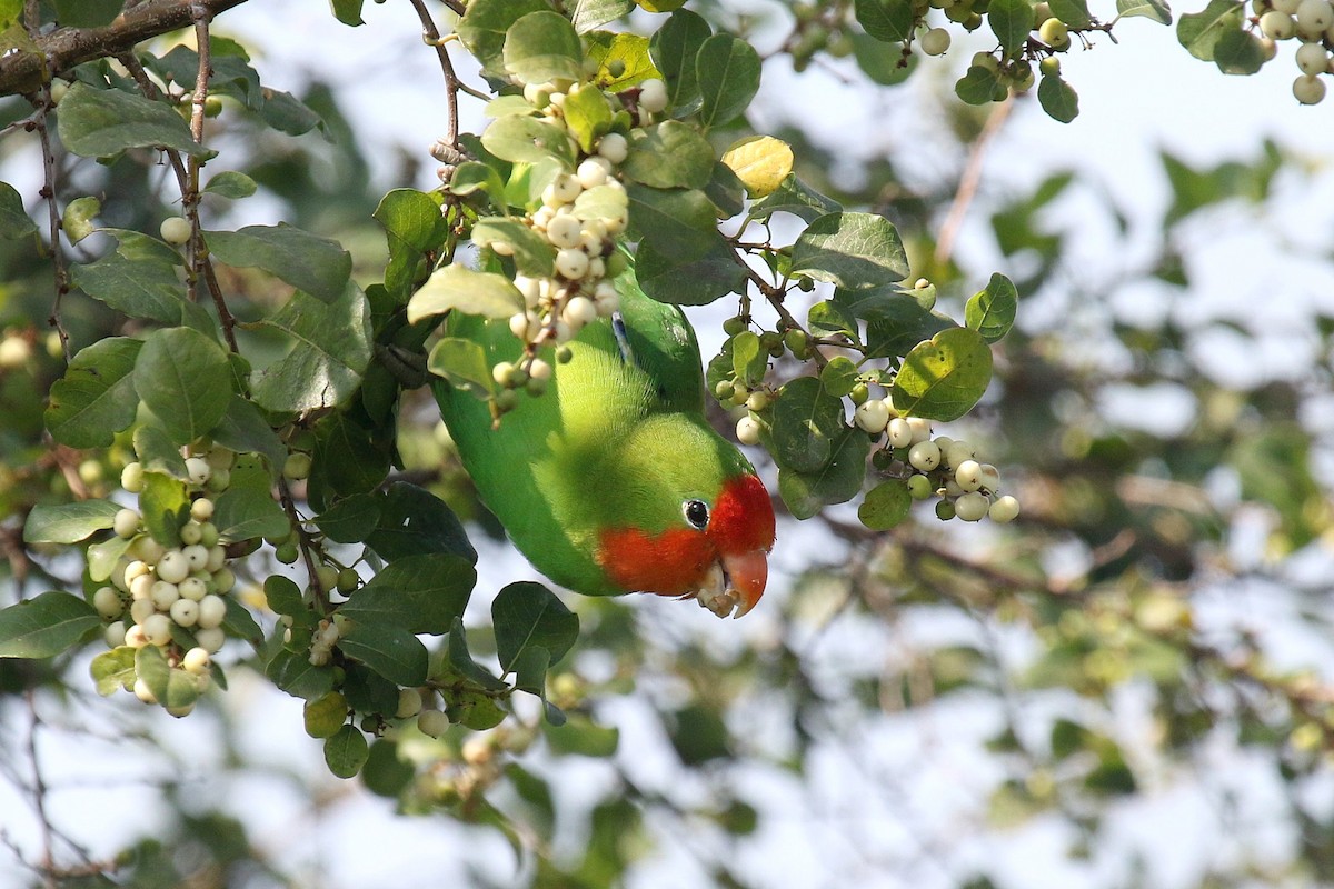 Red-headed Lovebird - ML635807383