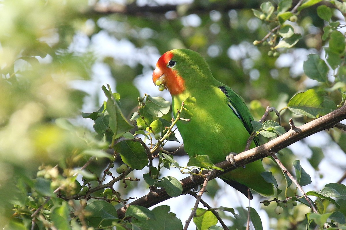 Red-headed Lovebird - ML635807384
