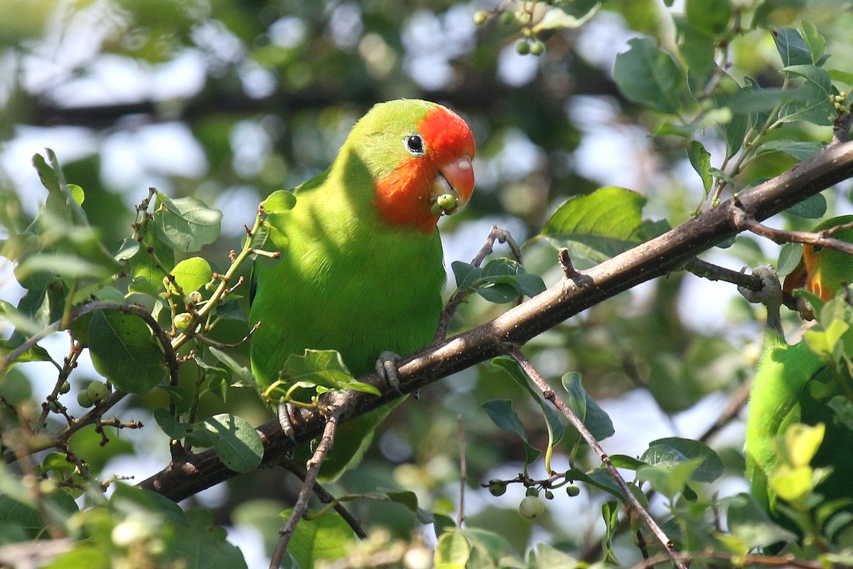 Red-headed Lovebird - ML635807385