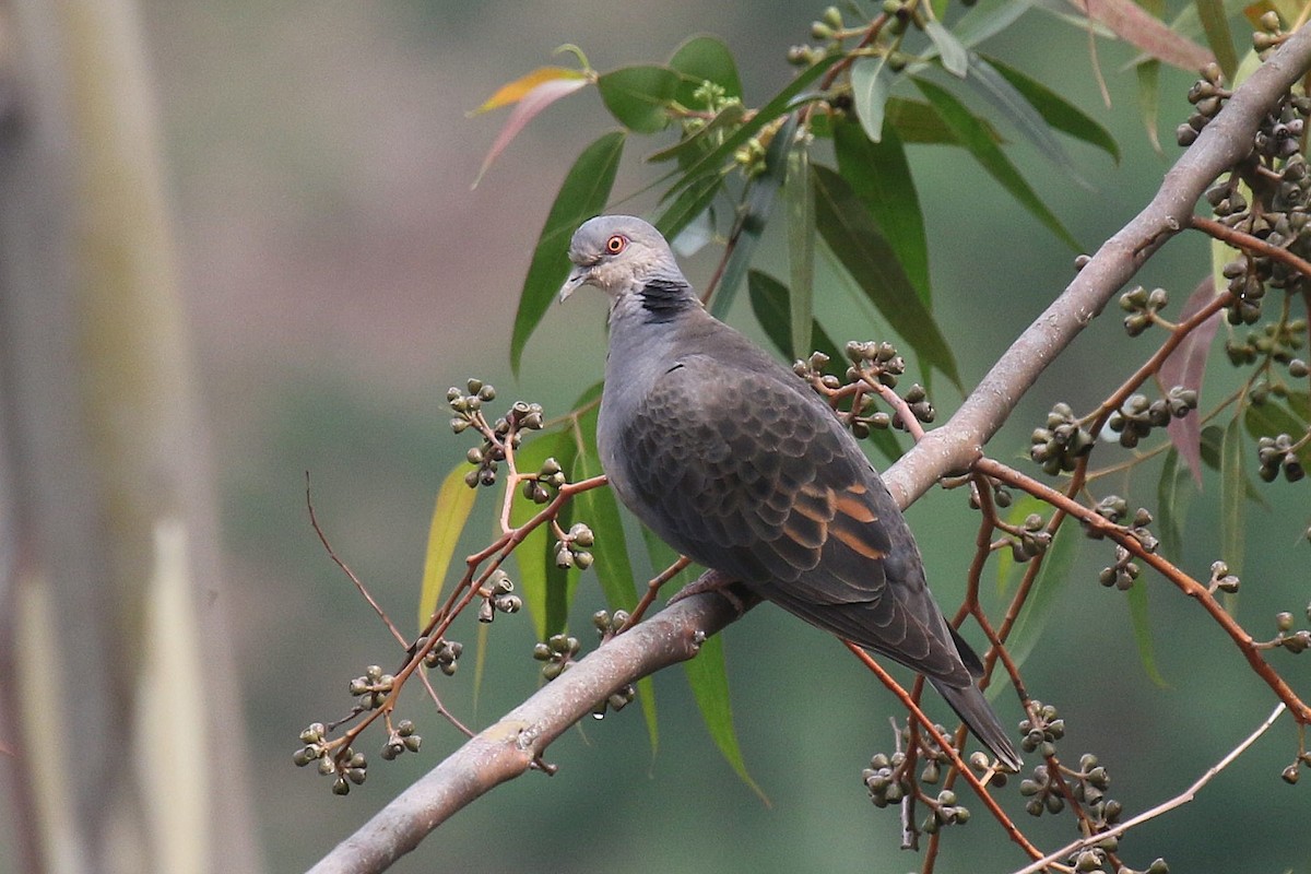 Dusky Turtle-Dove - ML635807464