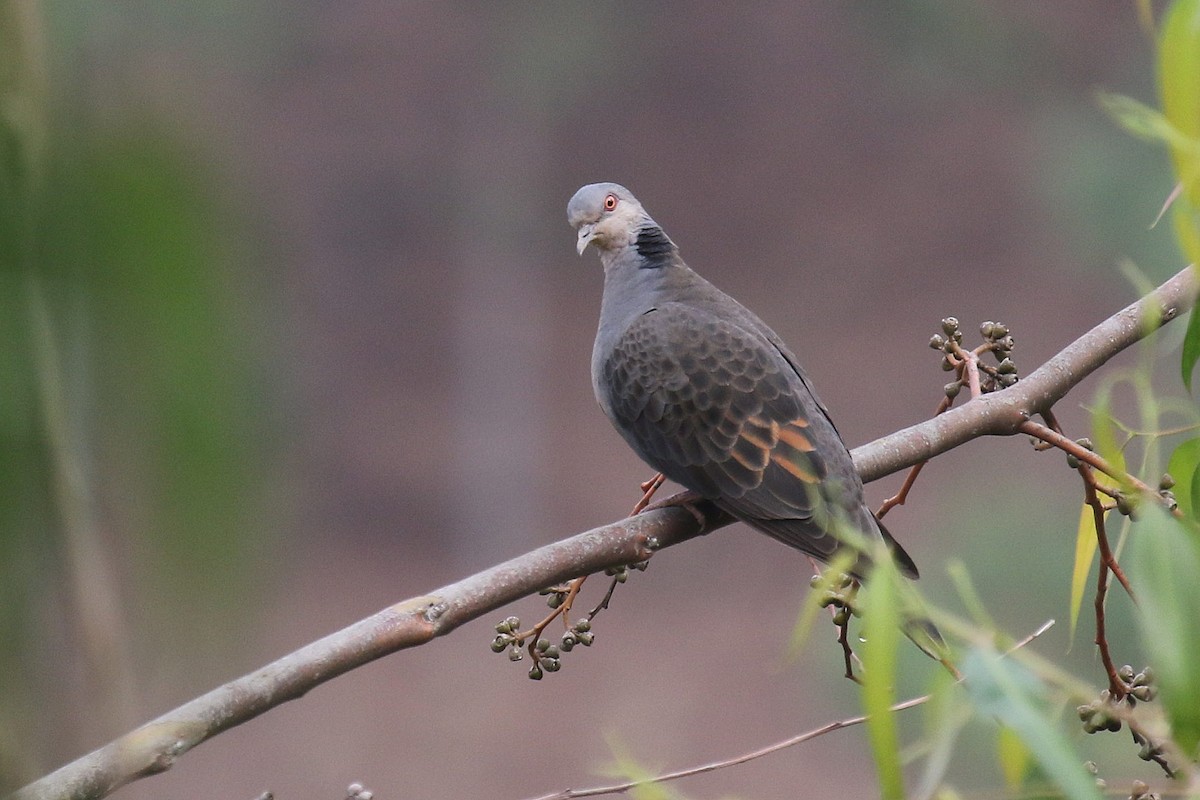 Dusky Turtle-Dove - ML635807465