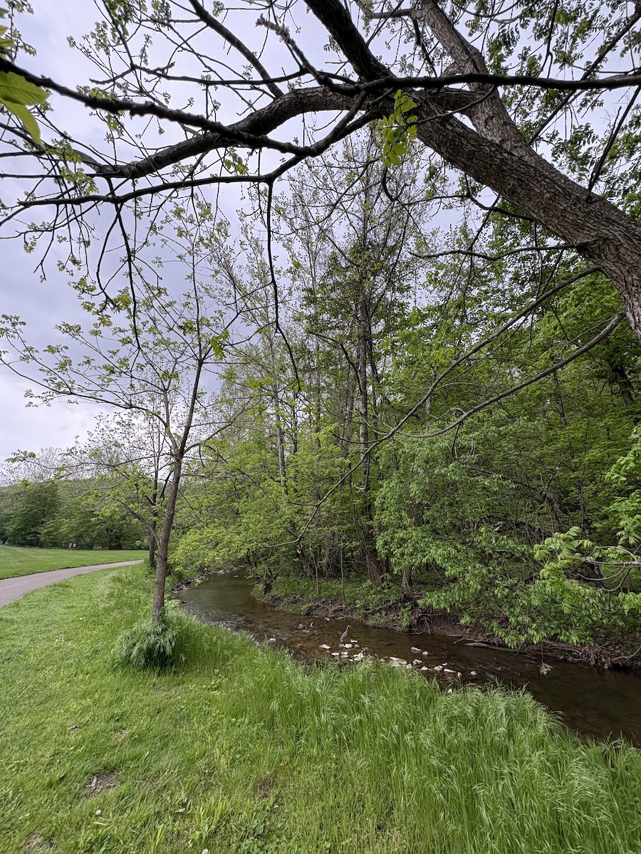 Yellow-crowned Night Heron - ML635807496