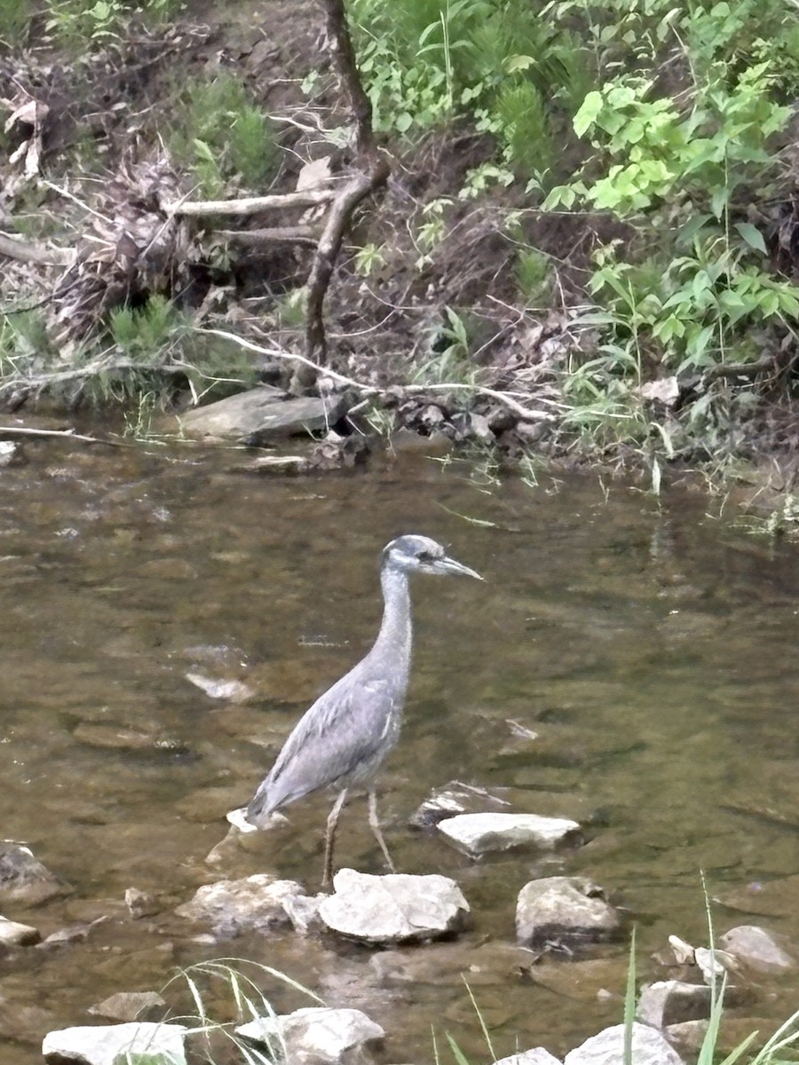 Yellow-crowned Night Heron - ML635807497
