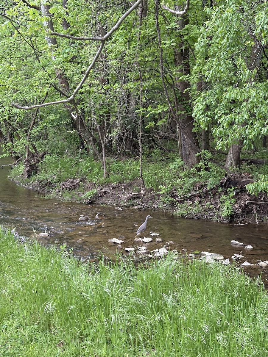 Yellow-crowned Night Heron - ML635807498