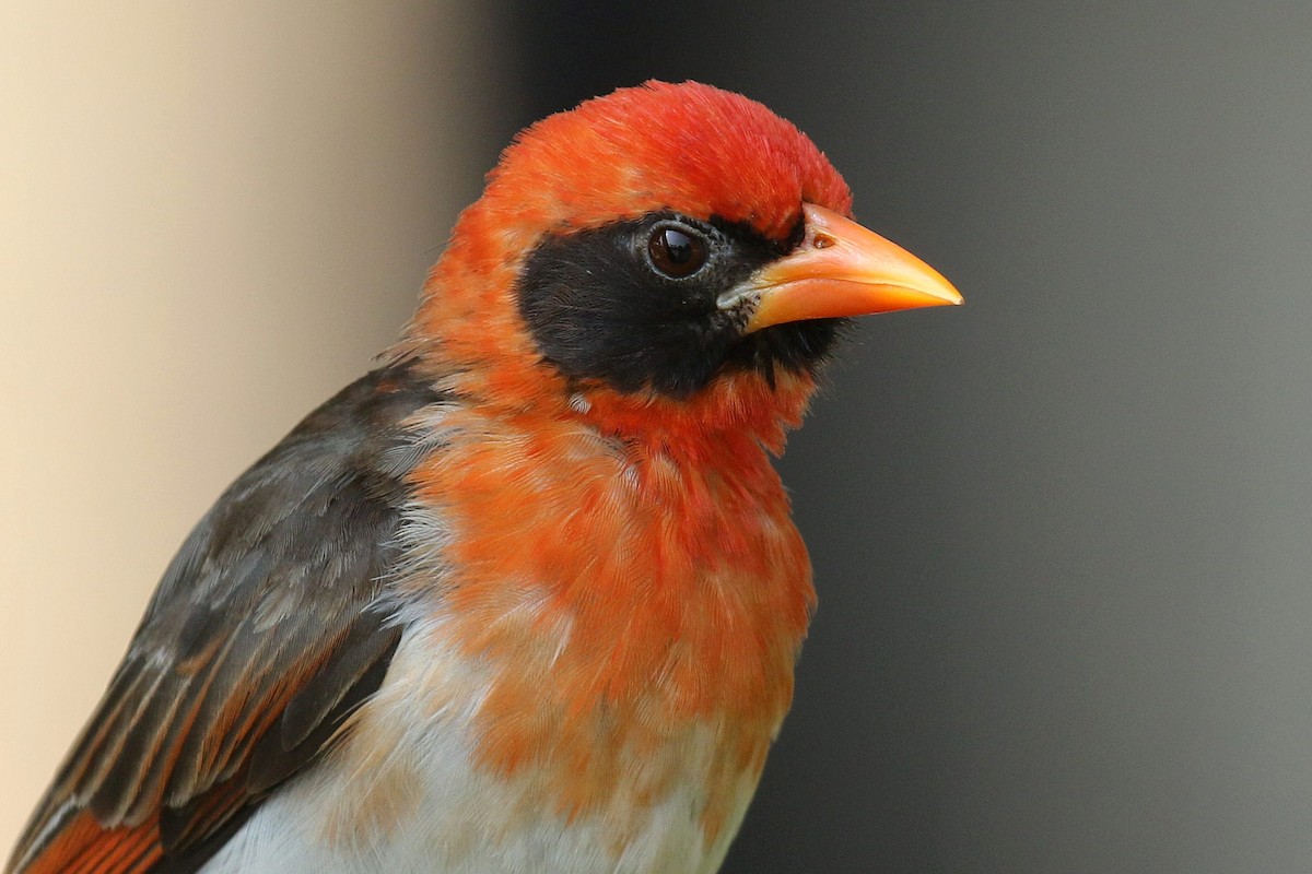 Red-headed Weaver (Northern) - ML635807502