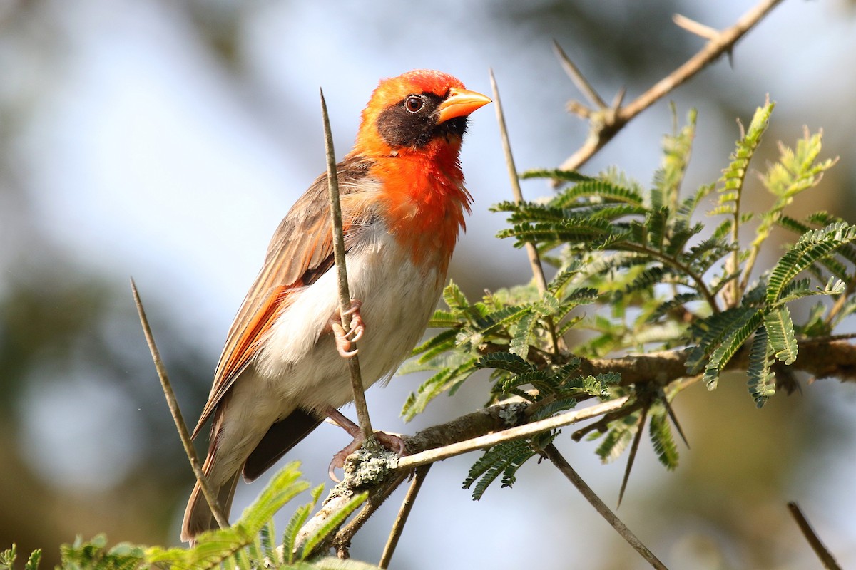 Red-headed Weaver (Northern) - ML635807503