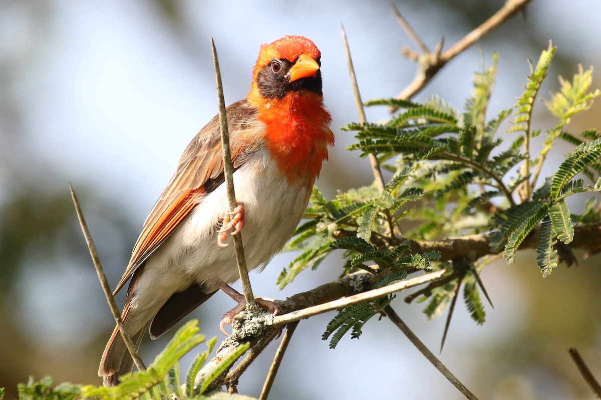 Red-headed Weaver (Northern) - ML635807504