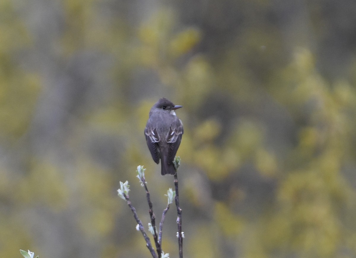 tyranovec severský - ML635807602