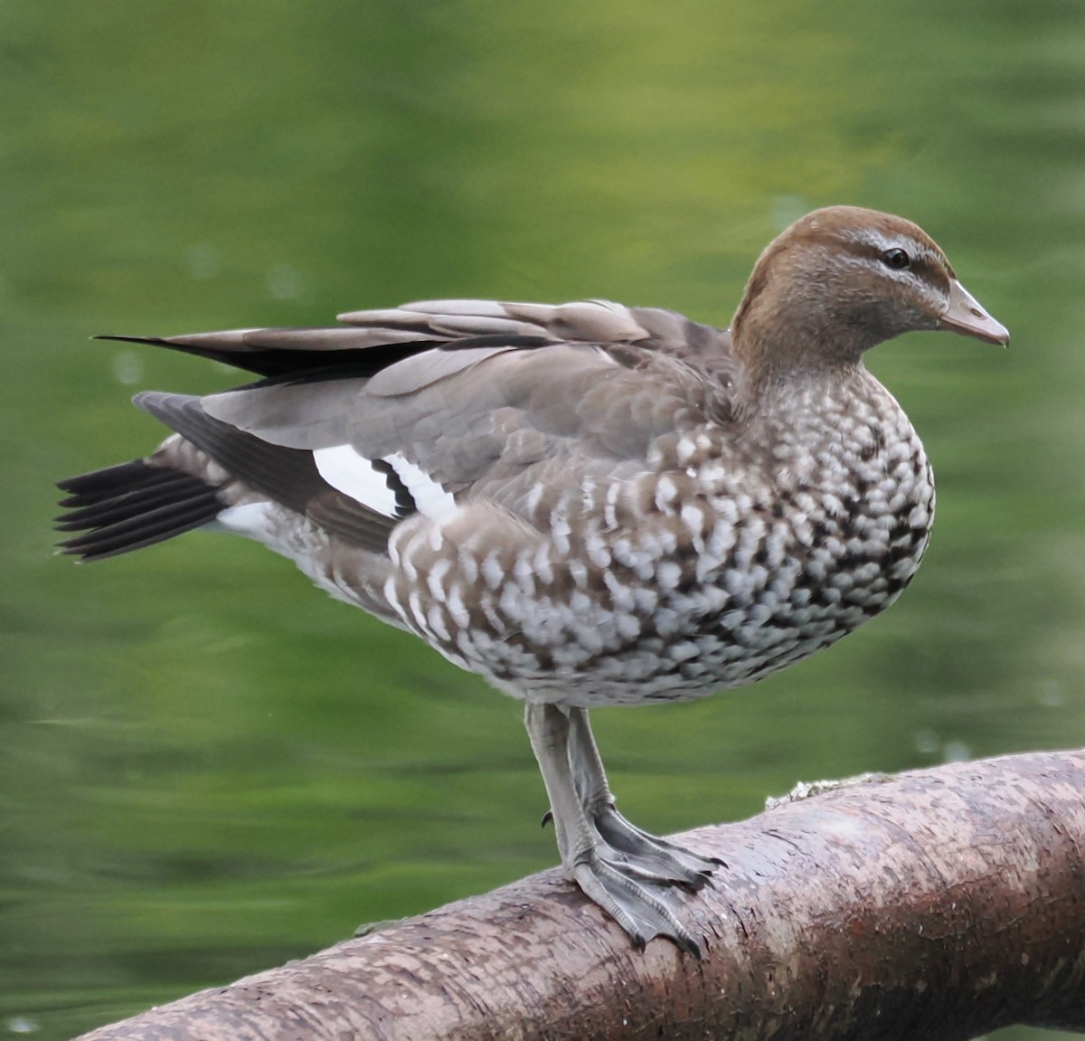 Maned Duck - ML635807671