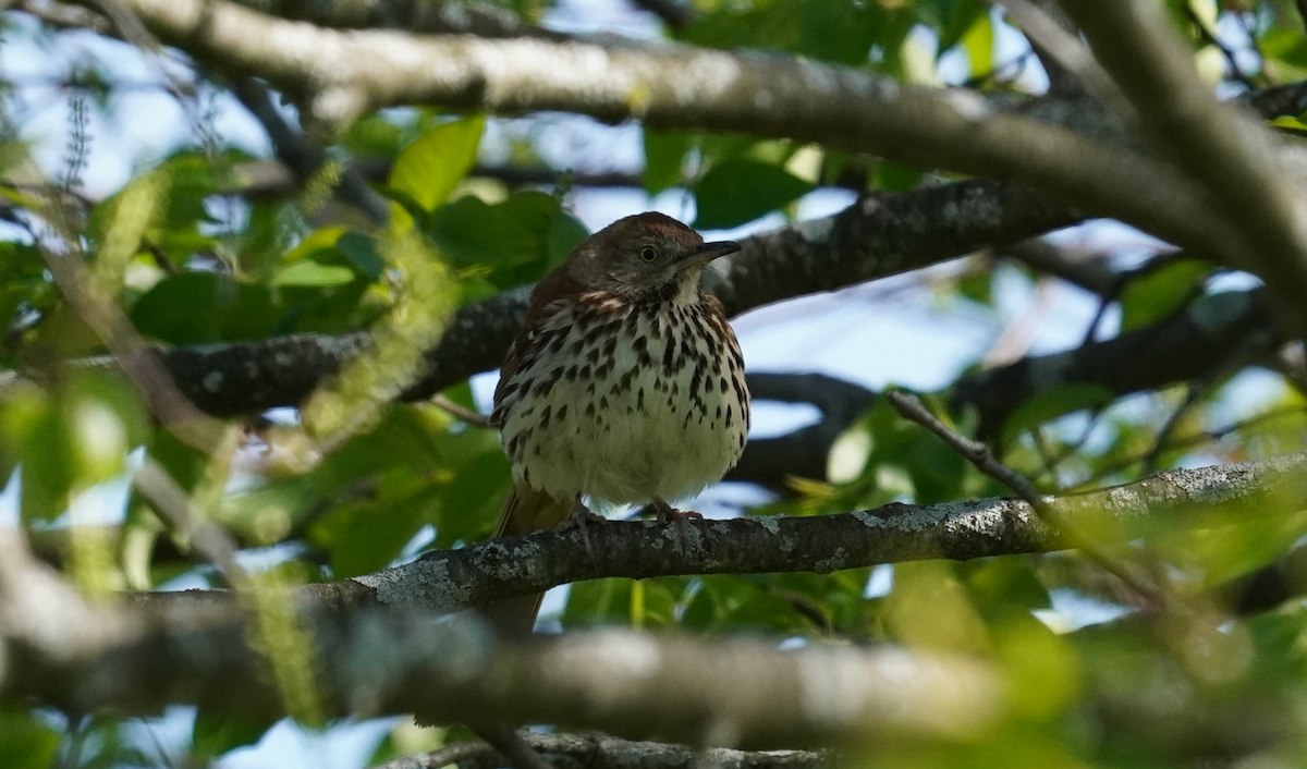 Brown Thrasher - ML635807763