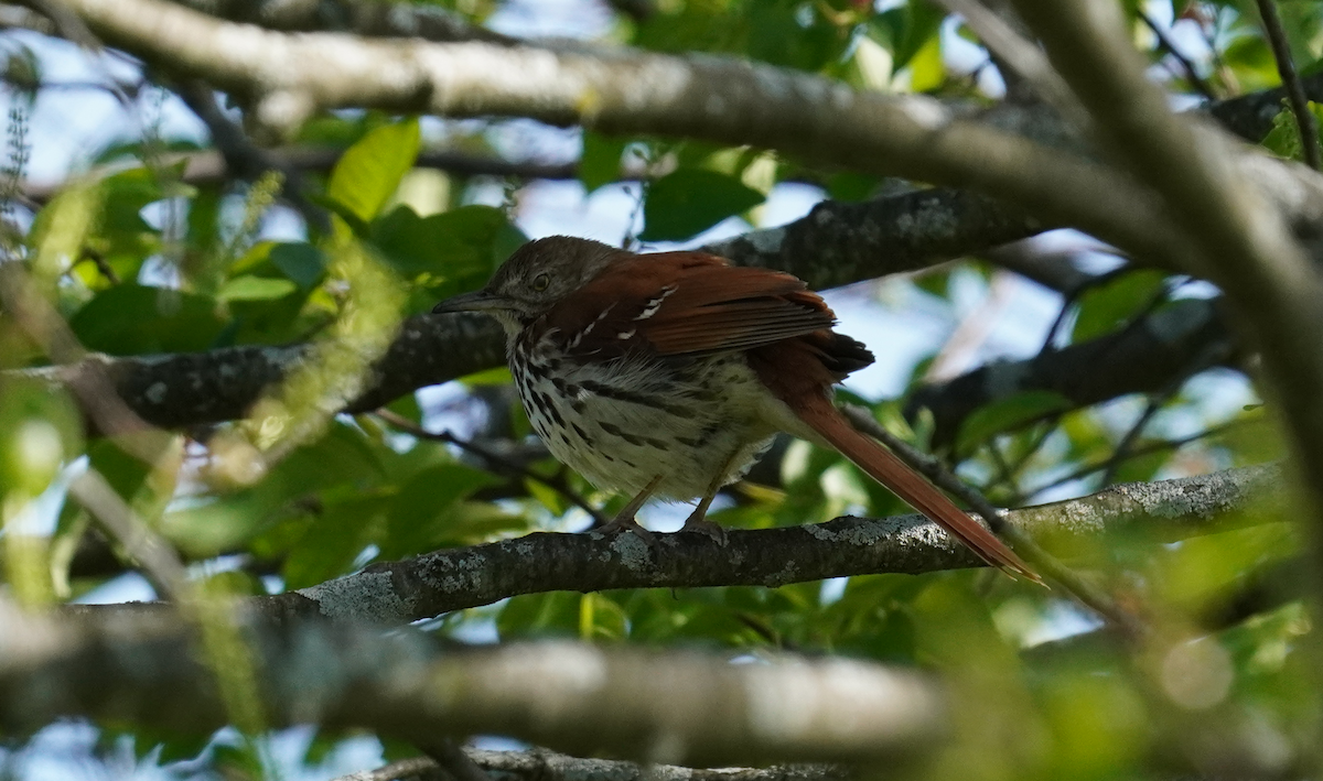 Brown Thrasher - ML635807764