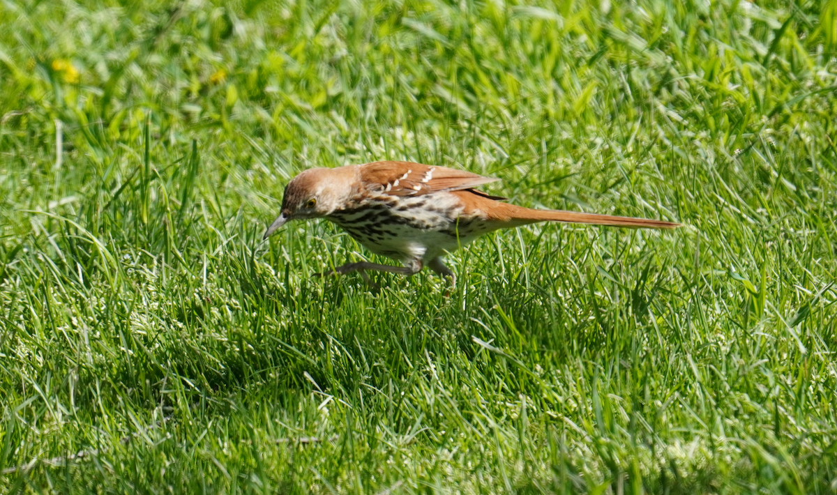 Brown Thrasher - ML635807768