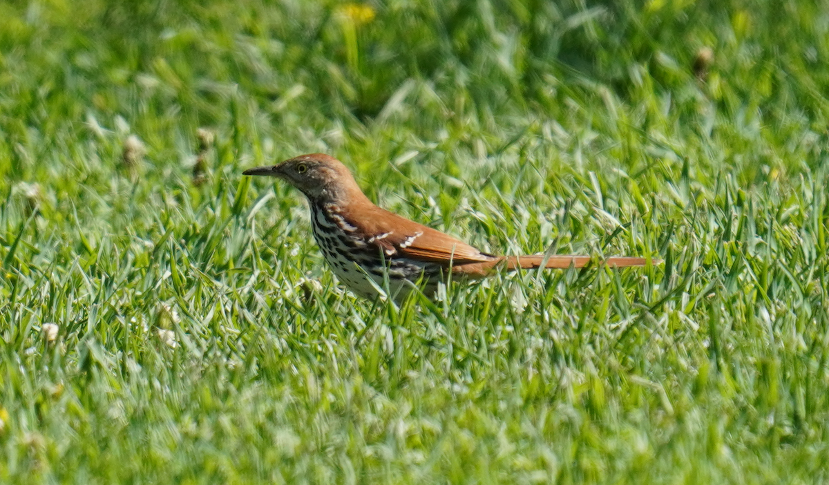 Brown Thrasher - ML635807769