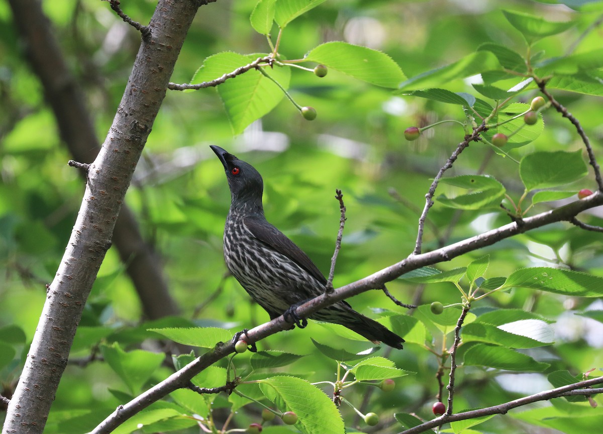 Asian Glossy Starling - ML635807783