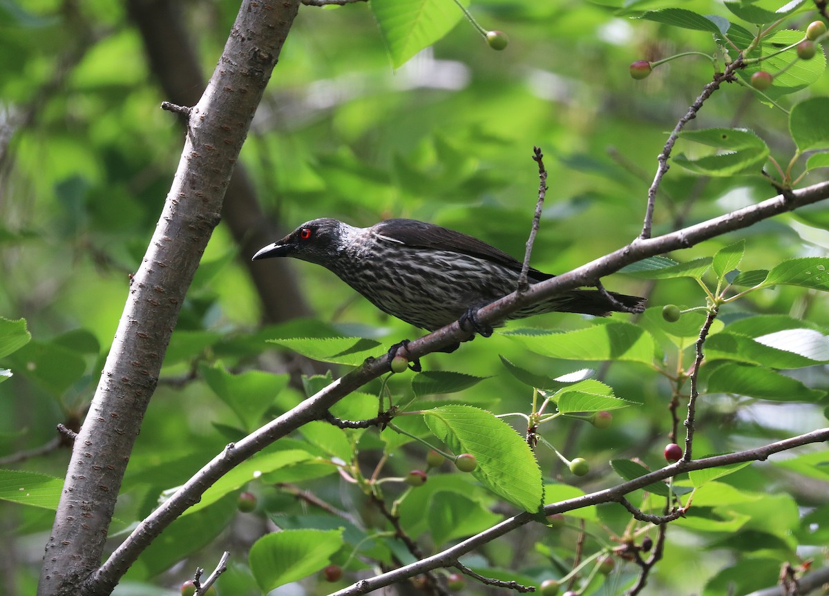 Asian Glossy Starling - ML635807815