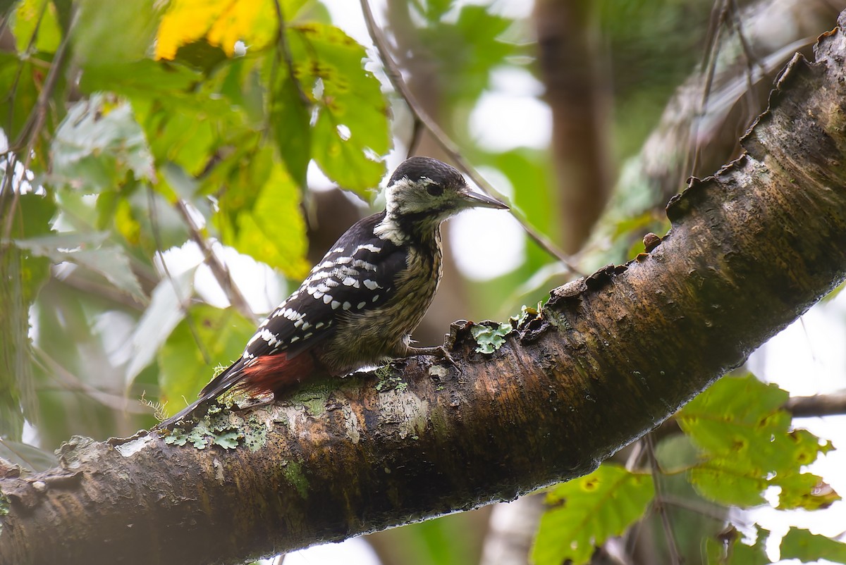 Stripe-breasted Woodpecker - ML635807824