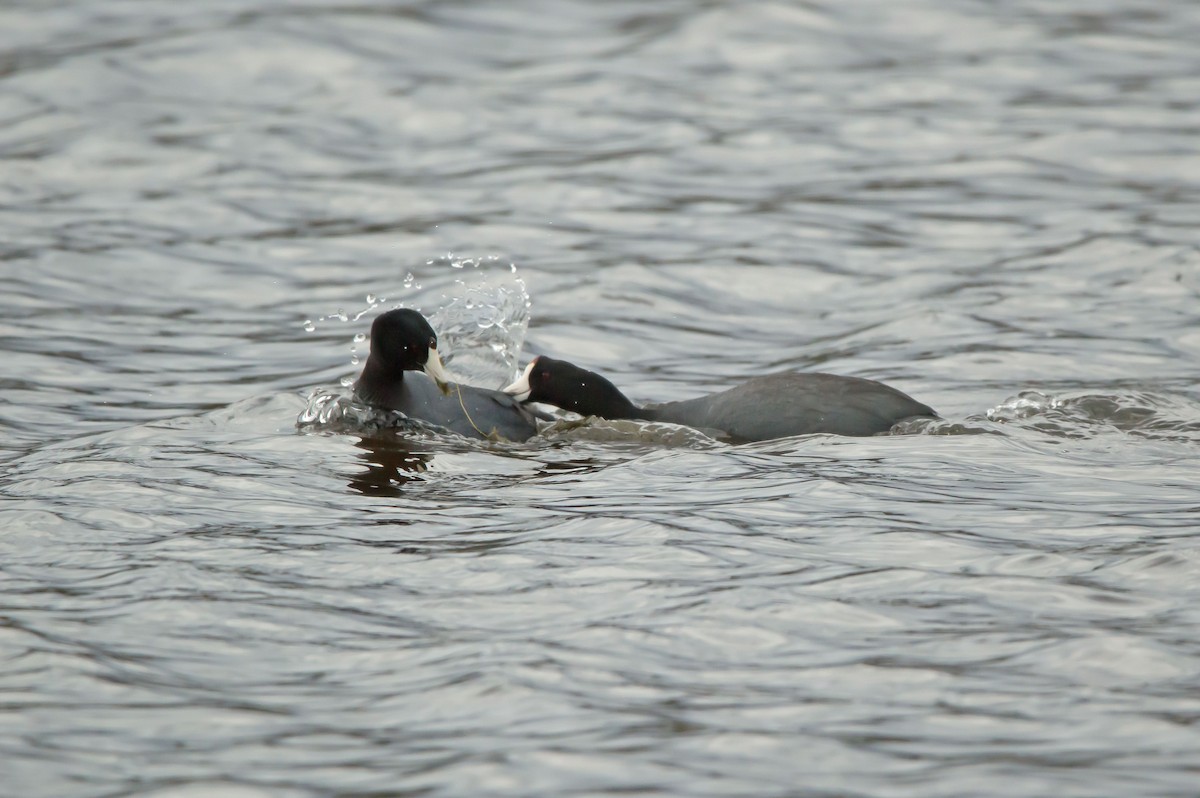 American Coot - ML635807938