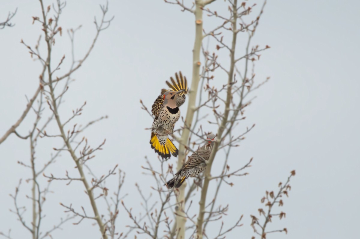 Northern Flicker - ML635807940