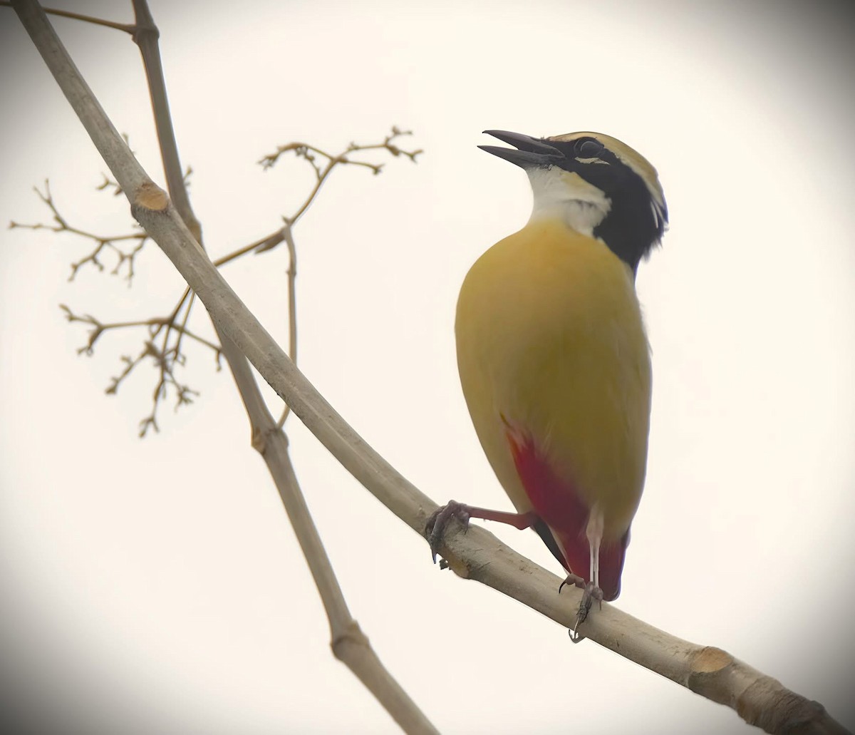 Indian Pitta - ML635807979