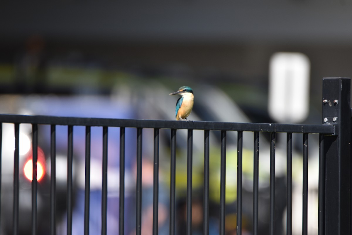 Sacred Kingfisher - ML635807989