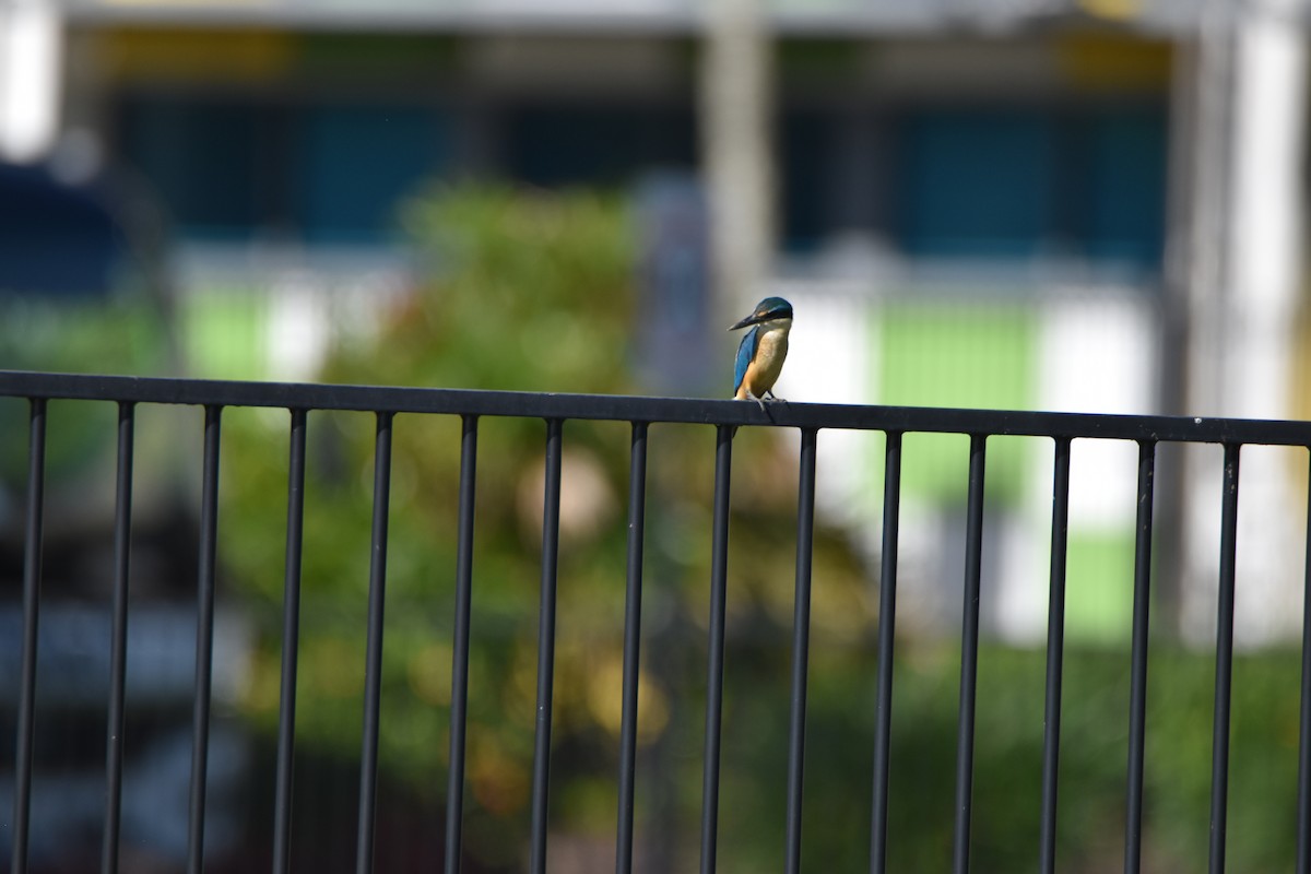 Sacred Kingfisher - ML635807990
