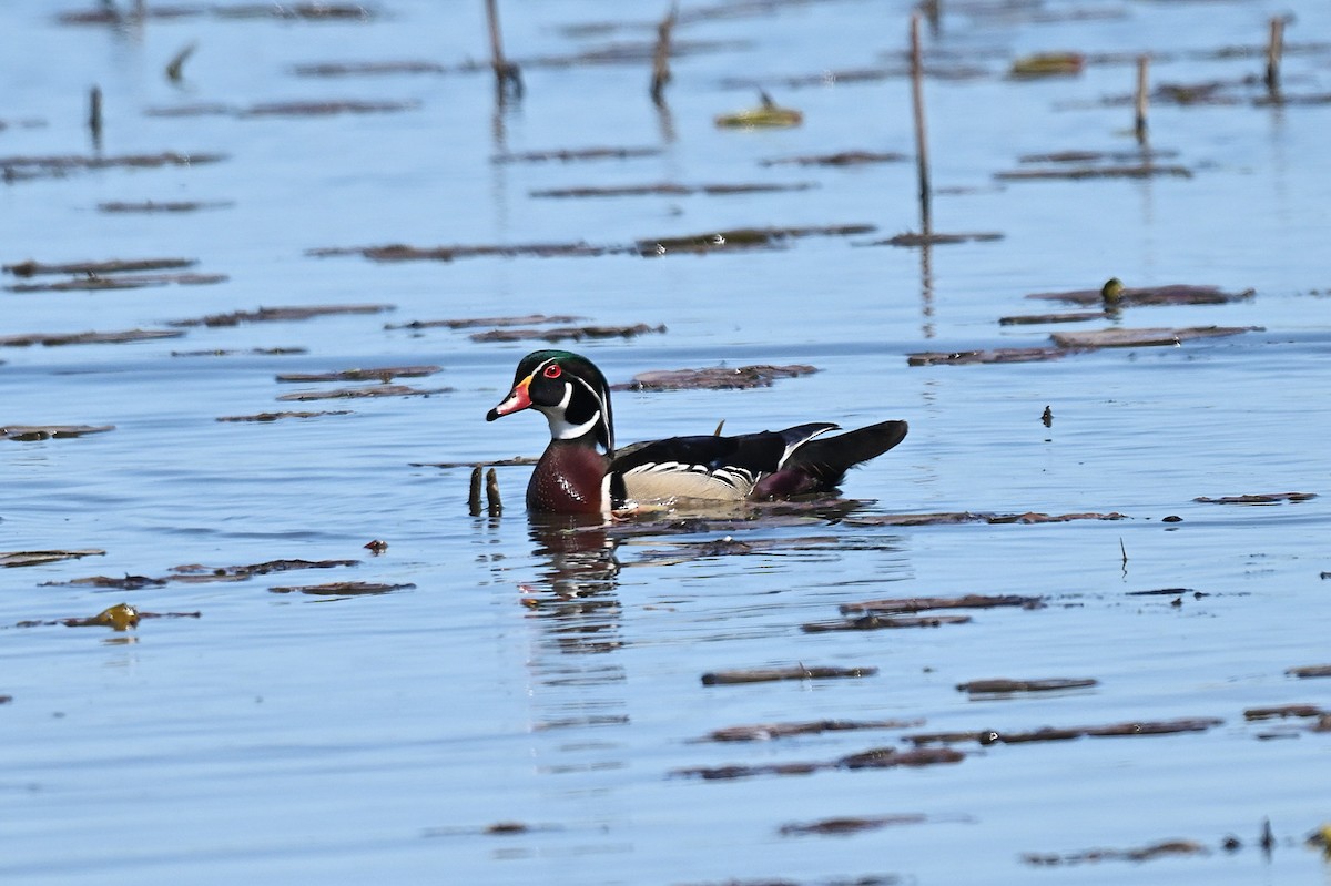 Wood Duck - ML635808079