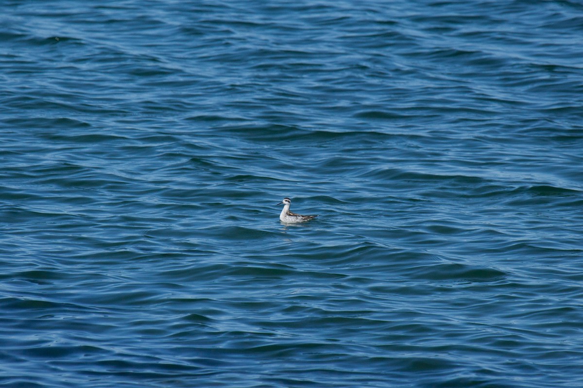 Нарийн сэлээхэй - ML635808369