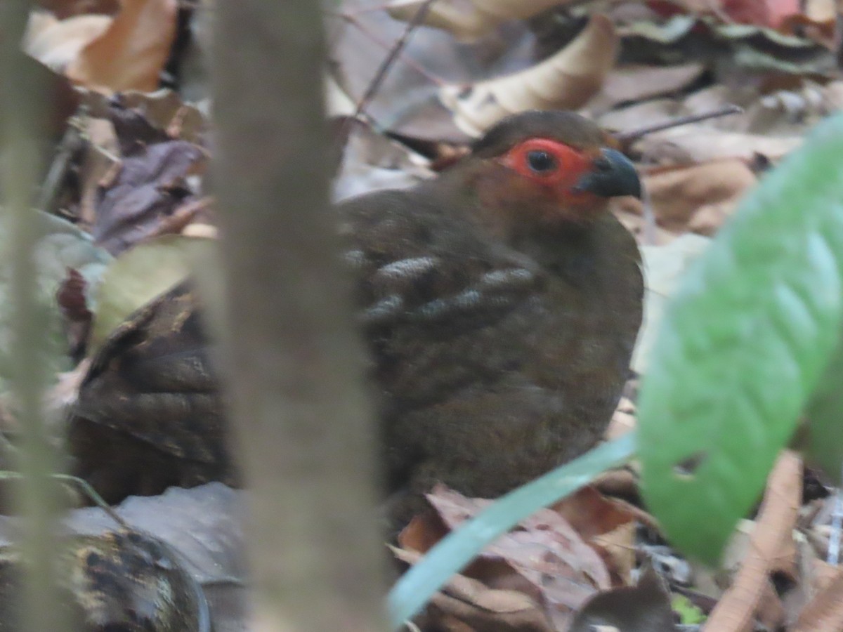 Marbled Wood-Quail - ML635808719