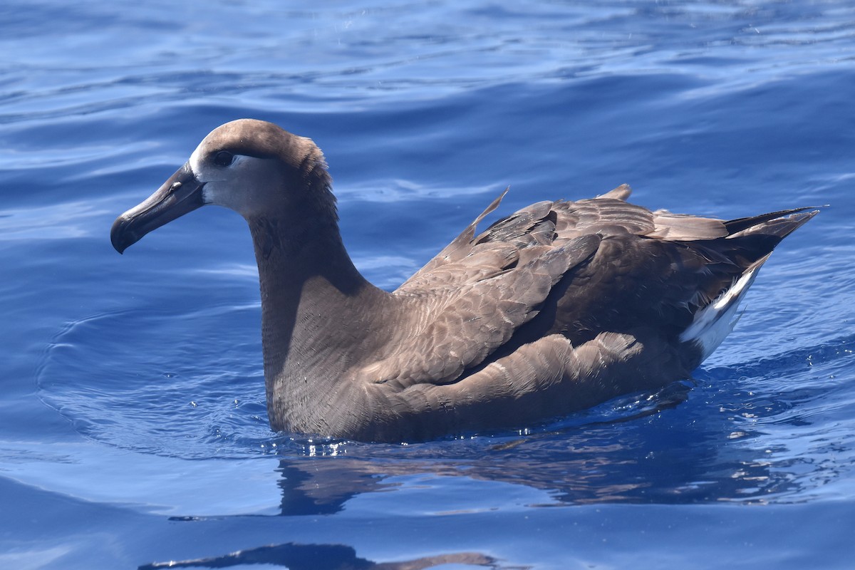 Black-footed Albatross - ML635808803