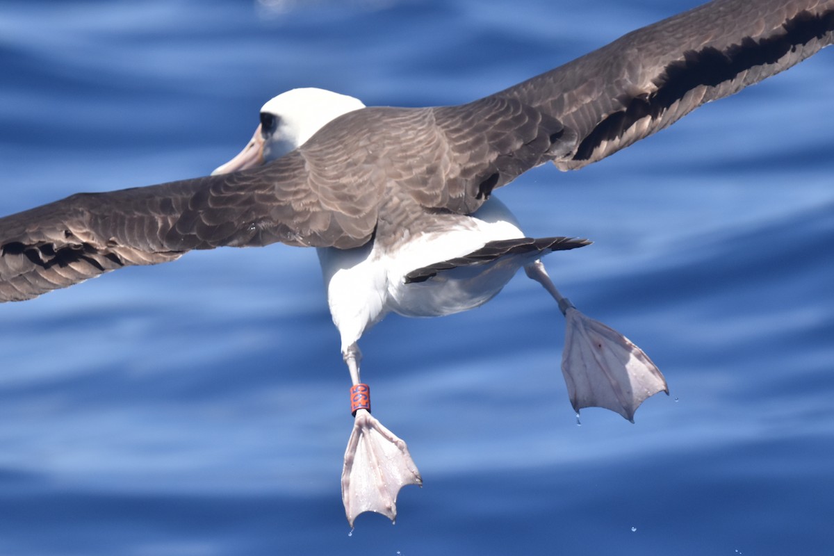 Laysan Albatross - ML635808804