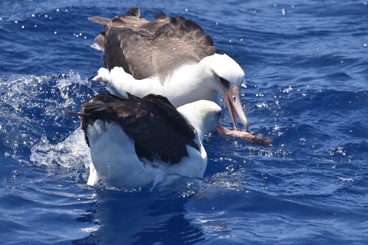 Laysan Albatross - ML635808805