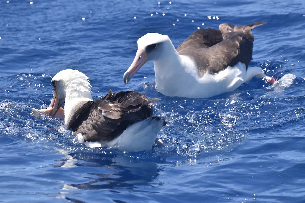 Laysan Albatross - ML635808806