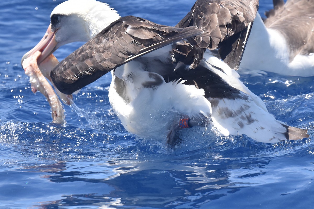 Laysan Albatross - ML635808807