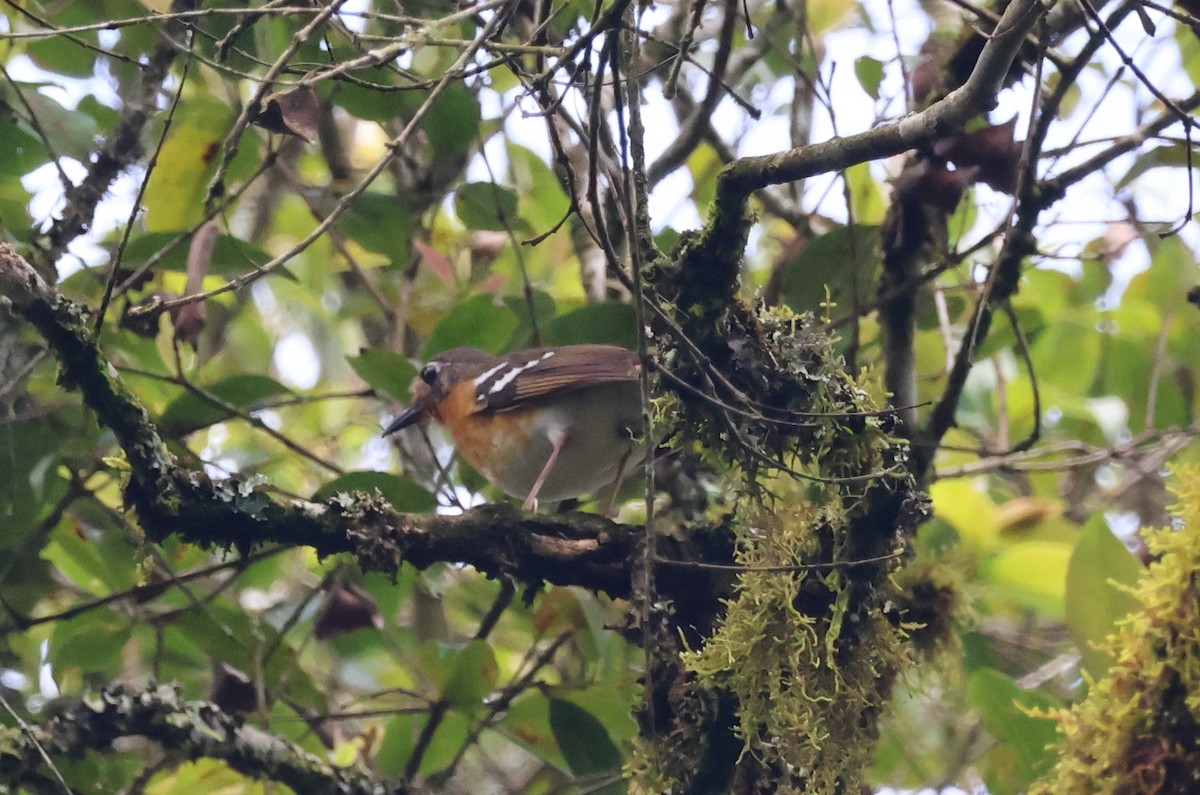 Orange Ground-Thrush - ML635808808