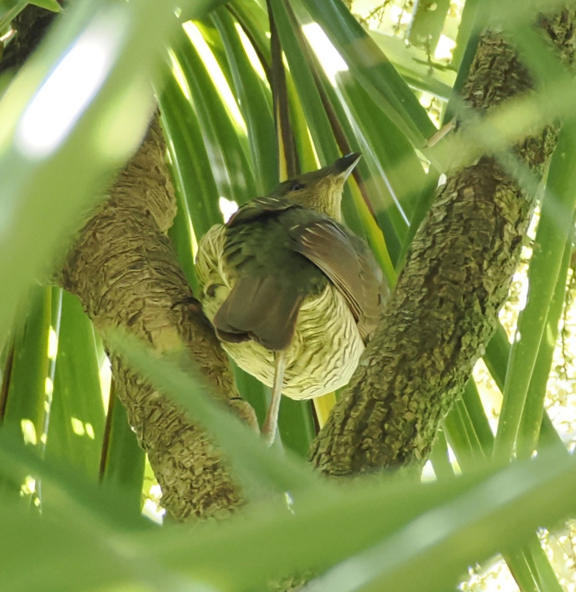 Satin Bowerbird - ML635808809