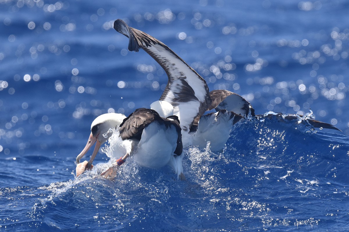 Laysan Albatross - ML635808810