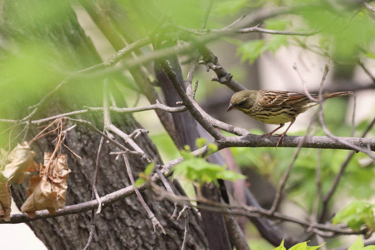 Masked Bunting - ML635808811