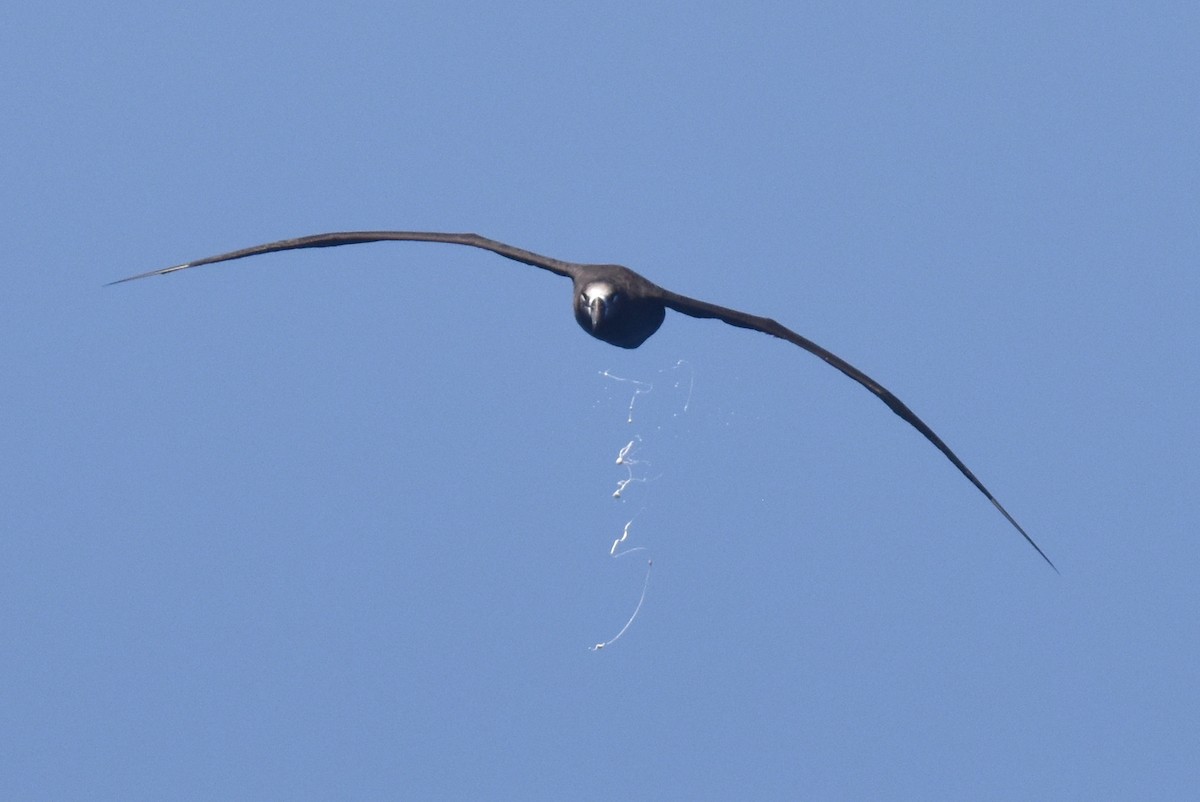 Black-footed Albatross - ML635808812