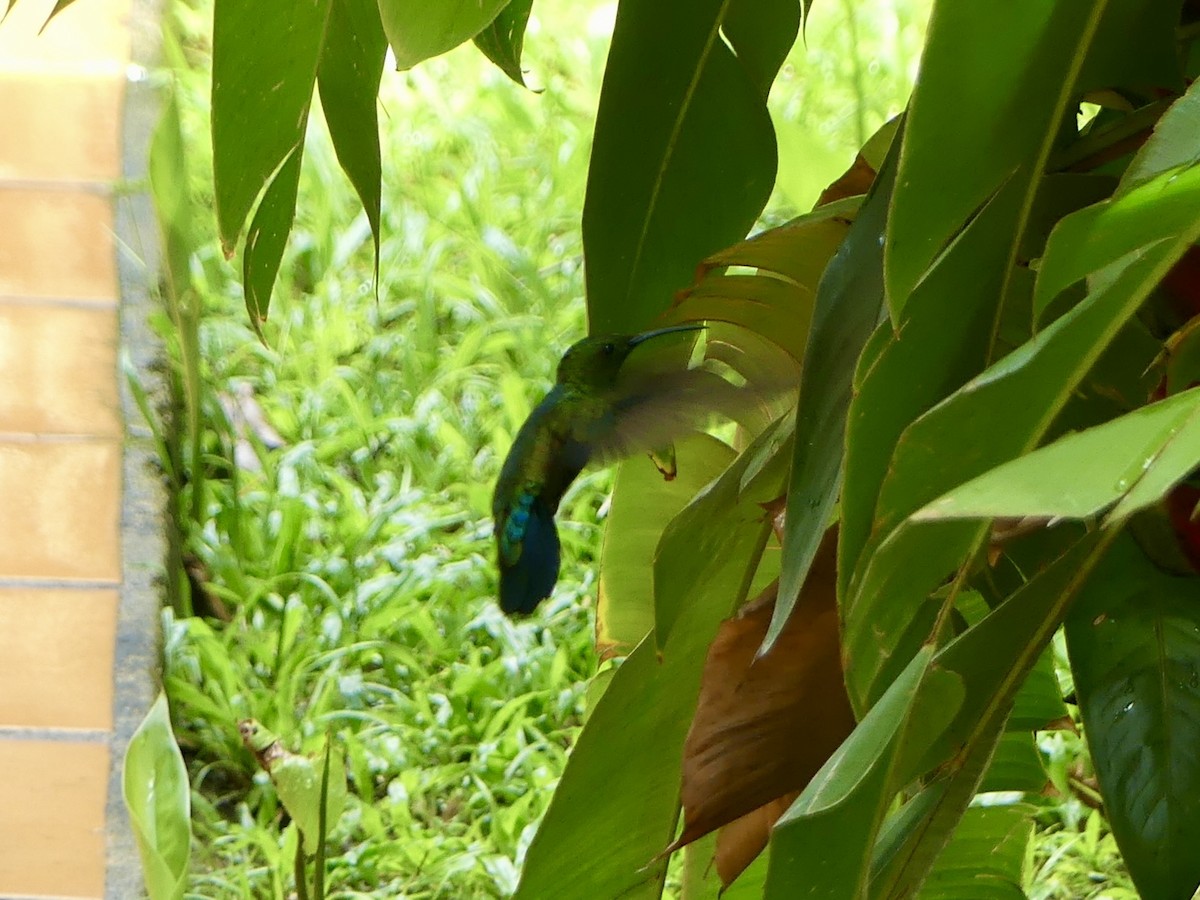 Green-throated Carib - ML635808813