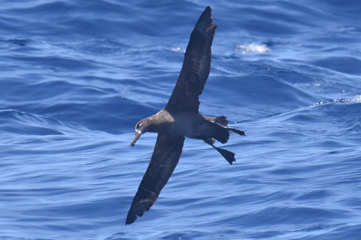 Black-footed Albatross - ML635808814