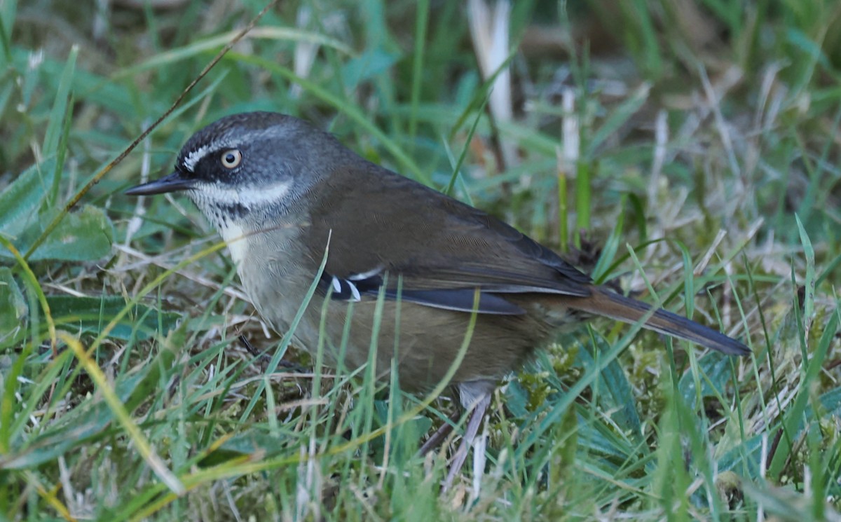 White-browed Scrubwren - ML635808816