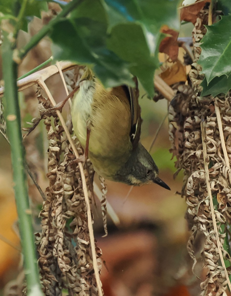 White-browed Scrubwren - ML635808817